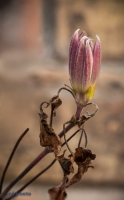 <i>Transitions - Spring's Promise</i>